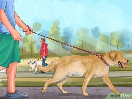 Избегайте яростных нападений собак на вашу маленькую собаку Шаг 3