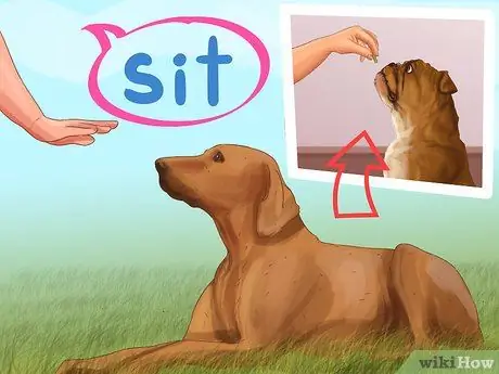 Избегайте яростных нападений собак на вашу маленькую собаку Шаг 9