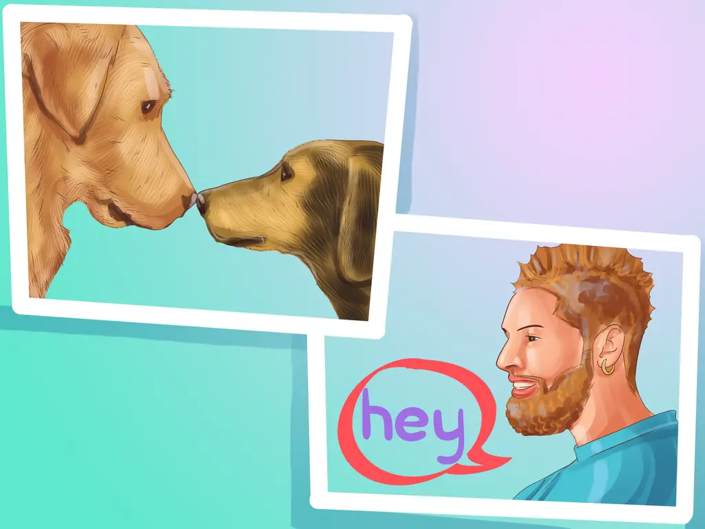 3 способа избежать злобных нападений собак на вашу маленькую собаку