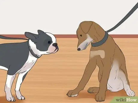 Уход за бостон-терьером Шаг 10