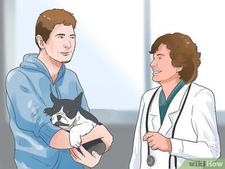 Уход за бостон-терьером Шаг 12