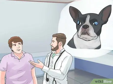 Уход за бостон-терьером Шаг 15