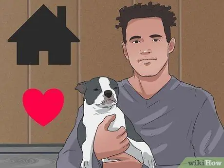 Уход за бостон-терьером Шаг 3