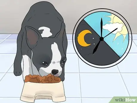 Уход за бостон-терьером Шаг 4