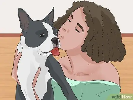 Уход за бостон терьером Шаг 7