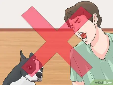 Уход за бостон-терьером Шаг 8