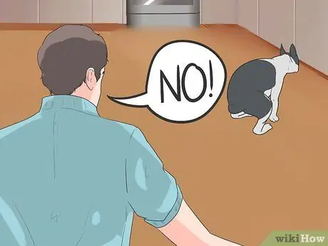 Уход за бостон-терьером Шаг 9