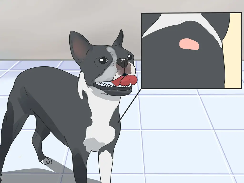 Как ухаживать за бостон-терьером (с иллюстрациями)