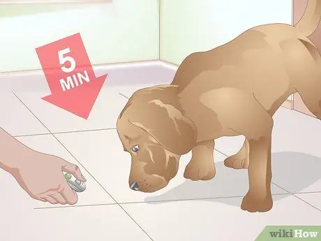 Кликер приучите собаку к поклону Шаг 10