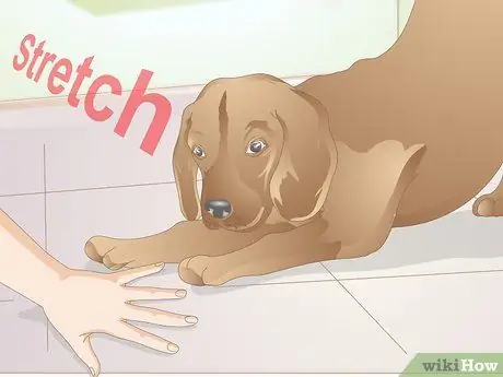 Кликер приучите собаку к поклону Шаг 8