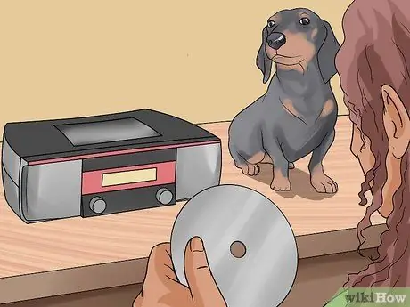 Помогите собаке преодолеть страх фейерверков или грома Шаг 10