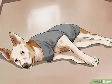 Помогите собаке преодолеть страх фейерверков или грома Шаг 4