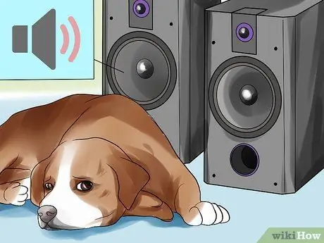 Помогите собаке преодолеть страх фейерверков или грома Шаг 8