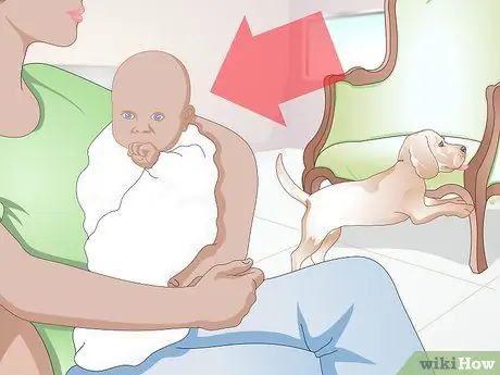 Не дать собаке все облизывать Шаг 11