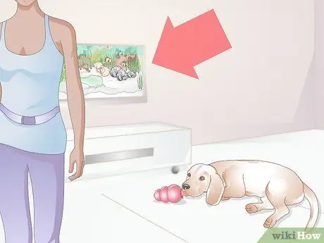 Не дать собаке все облизывать Шаг 13