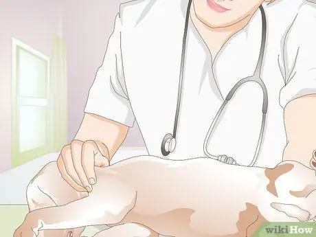 Не дать собаке все облизывать Шаг 15