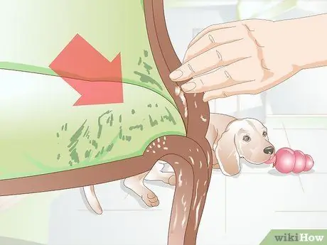 Не дать собаке все облизывать Шаг 18