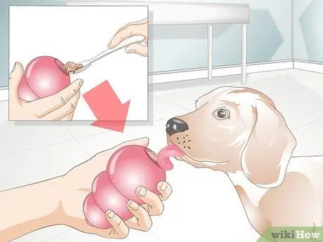 Не дать собаке все облизывать Шаг 8