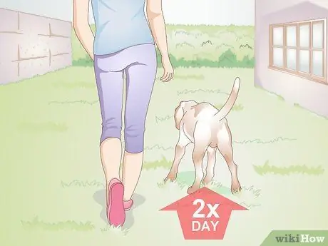 Не дать собаке все облизывать Шаг 9