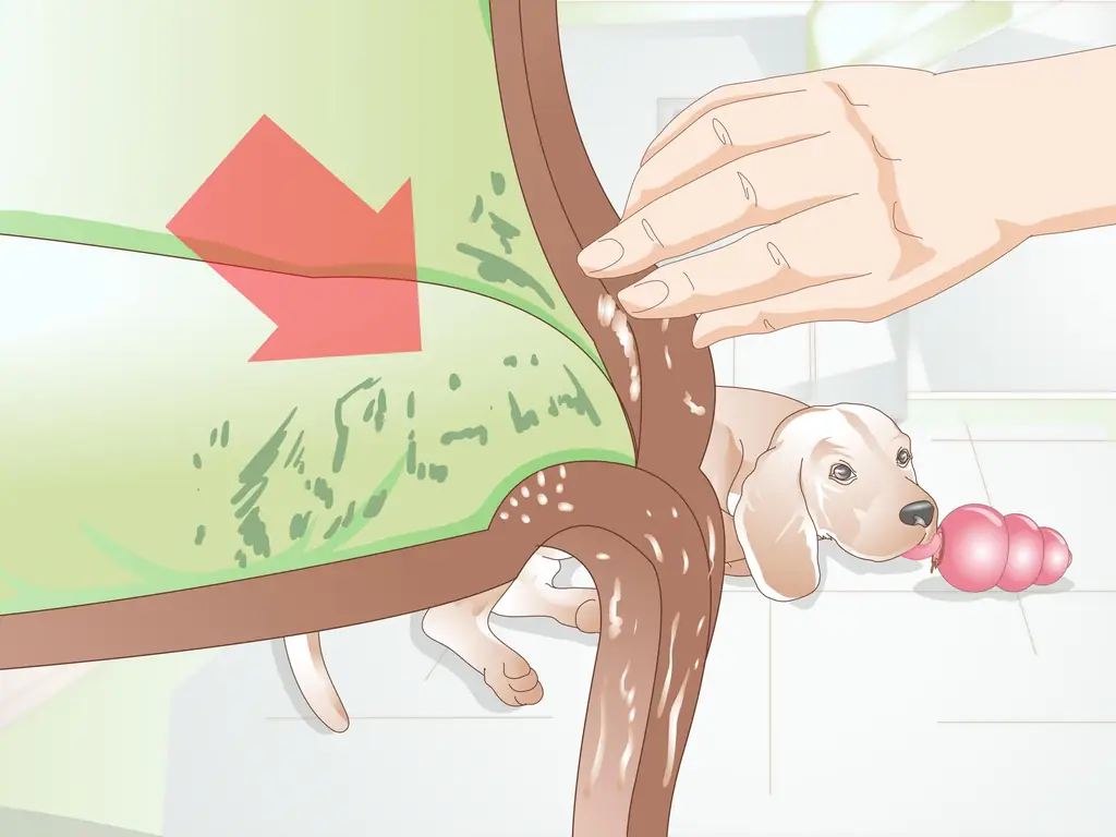 4 способа не дать собаке все вылизывать