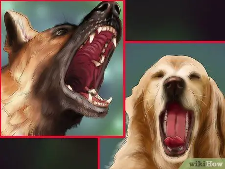 Помогите эмоционально расстроенной собаке Шаг 1