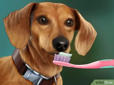 Помогите эмоционально расстроенной собаке Шаг 4