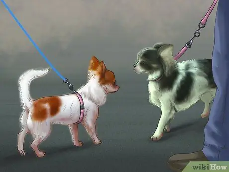 Помогите эмоционально расстроенной собаке Шаг 7