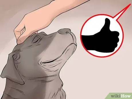 Станьте ближе со своей собакой Шаг 11