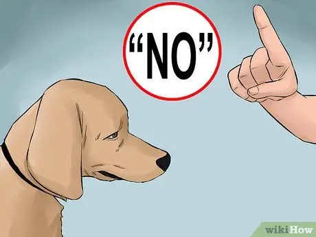 Станьте ближе со своей собакой Шаг 12