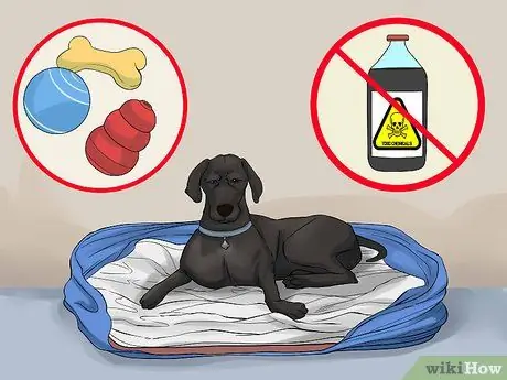 Станьте ближе со своей собакой Шаг 3