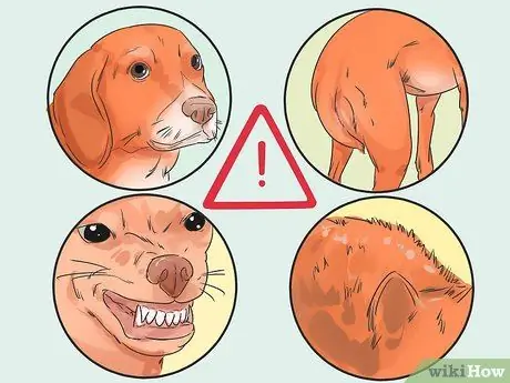 Познакомьте свою новую собаку с собаками из района Шаг 13