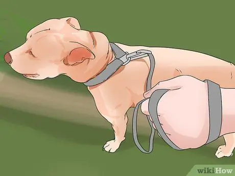 Познакомьте свою новую собаку с собаками в районе Шаг 2