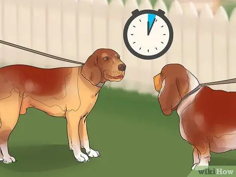 Познакомьте свою новую собаку с собаками в районе Шаг 5