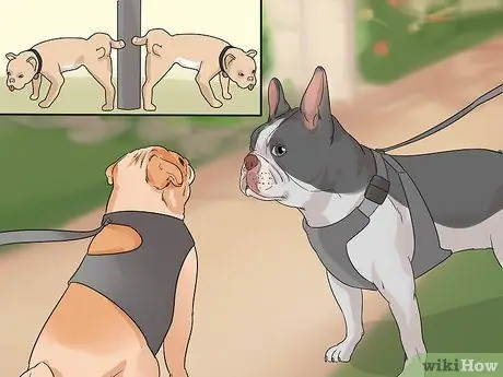 Познакомьте свою новую собаку с собаками в районе Шаг 8