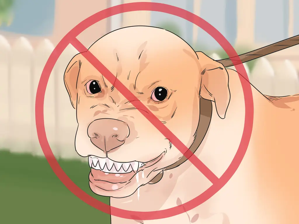 3 способа познакомить вашу новую собаку с собаками в округе