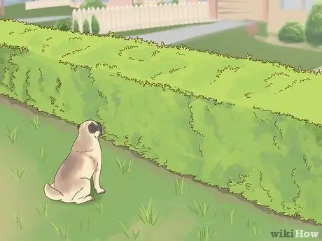 Не пускайте собак в сад, шаг 2