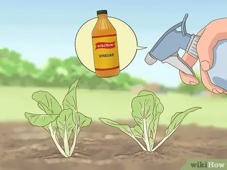 Не пускайте собак в сад, шаг 4