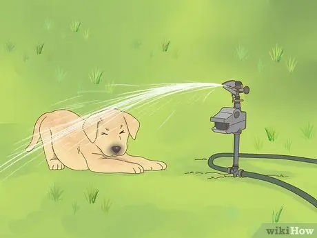 Не пускайте собак в сад, шаг 7