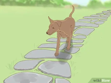 Не пускайте собак в сад, шаг 8