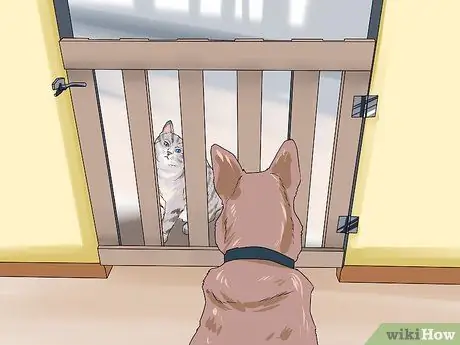 Наблюдать за новой собакой Шаг 11