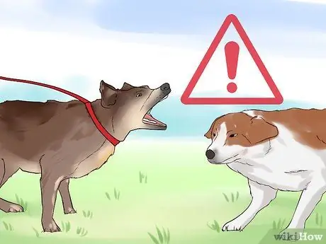 Наблюдать за новой собакой Шаг 13