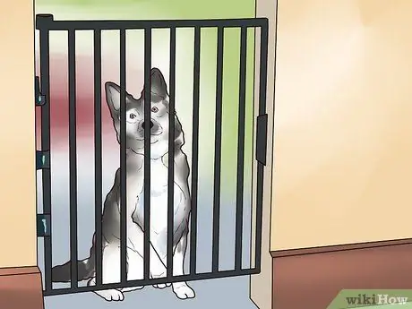 Наблюдать за новой собакой, шаг 2