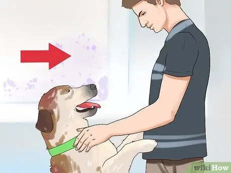 Наблюдать за новой собакой Шаг 4