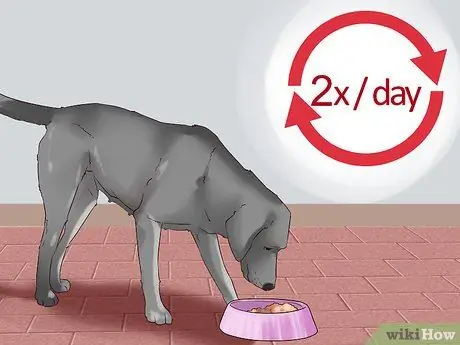 Наблюдать за новой собакой Шаг 7