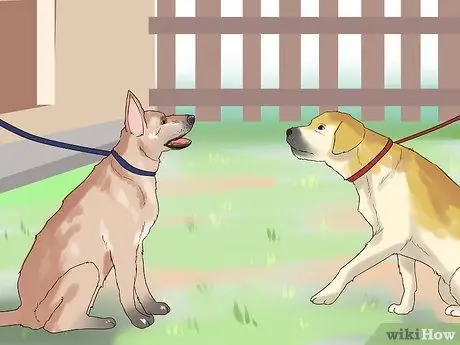 Наблюдать за новой собакой Шаг 8