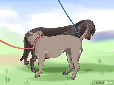 Наблюдать за новой собакой Шаг 9