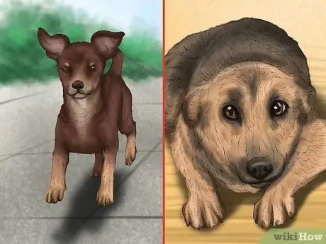 Относитесь к маленькой собачке с большим вниманием Шаг 1