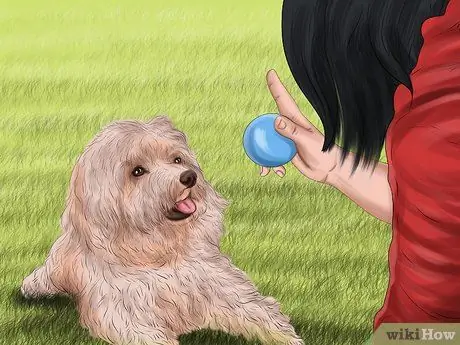 Относитесь к маленькой собачке с большим вниманием Шаг 11