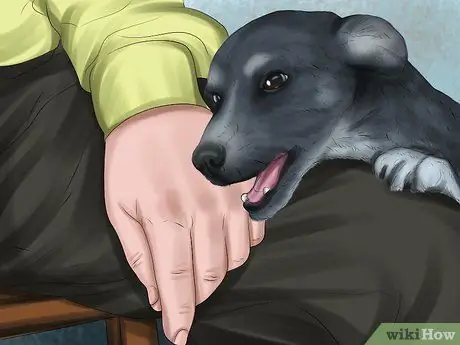 Относитесь к маленькой собачке с большим вниманием Шаг 12