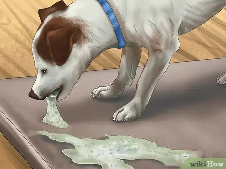 Держите маленькую собачку с большим вниманием Шаг 13